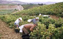 Raccolta uva - vendemmiatori